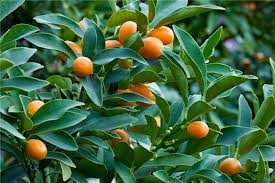 Что за фрукт кумкват