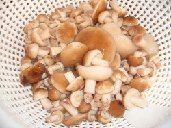 Варим маслята