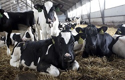 Как открыть свою ферму и заработать на этом: правила и этапы