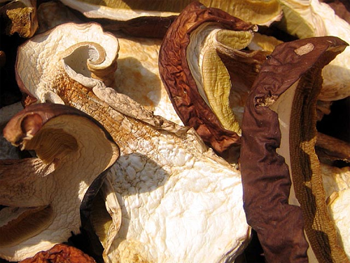 Какие грибы можно сушить осенью