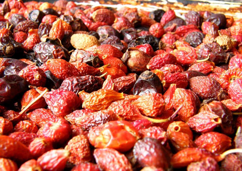 Каких нужно придерживаться правил при сушке шиповника