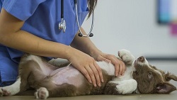 Терапія для тварин у Києві – комплексний підхід у Ветеринарному шпиталі «Genesis»