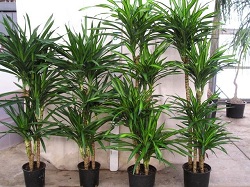 Все о растении драцена: виды и особенности ухода