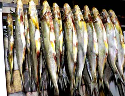 Правильное вяление свежей рыбы